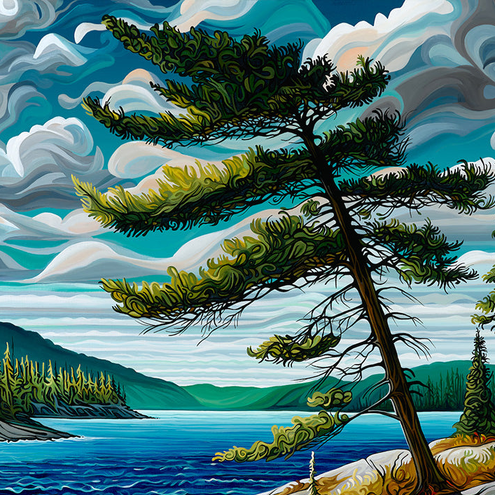 #294 – The Jack Pine